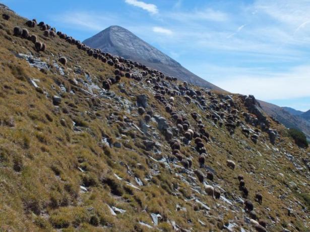 In summer months sheep herd grazes on high alpine pastures of Pirin National Park between 2000 2600 m.