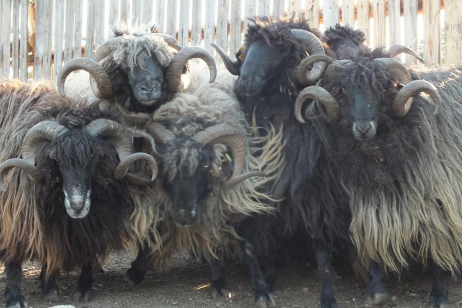 Karakachan sheep rams in