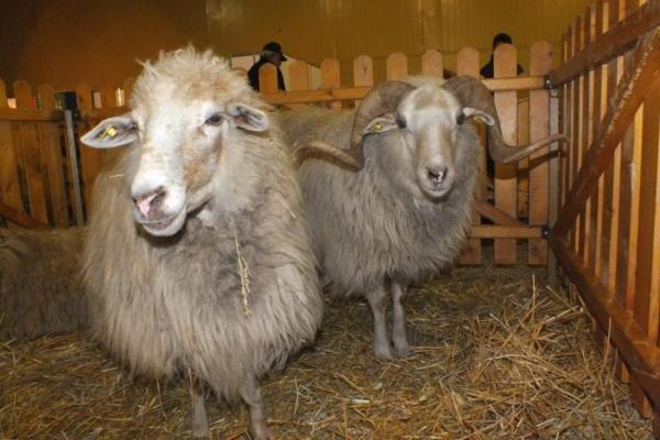 Unfortunately 15 years after beginning of conservation work for the original type, some breeding organizations still make selection of untypical Karakachan sheep.