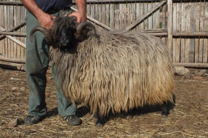 Karakachan sheep original