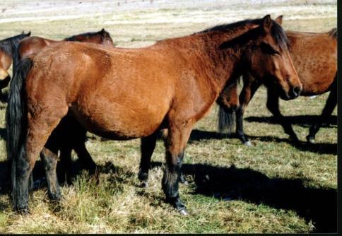 Aboriginal Karakachan horse was ignored by the state at the expense of development of half-blood breeds.