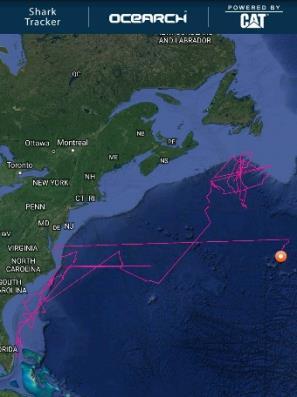 region, during this same time of year. In contrast, mature female white shark Katharine is off the New England Seamounts.
