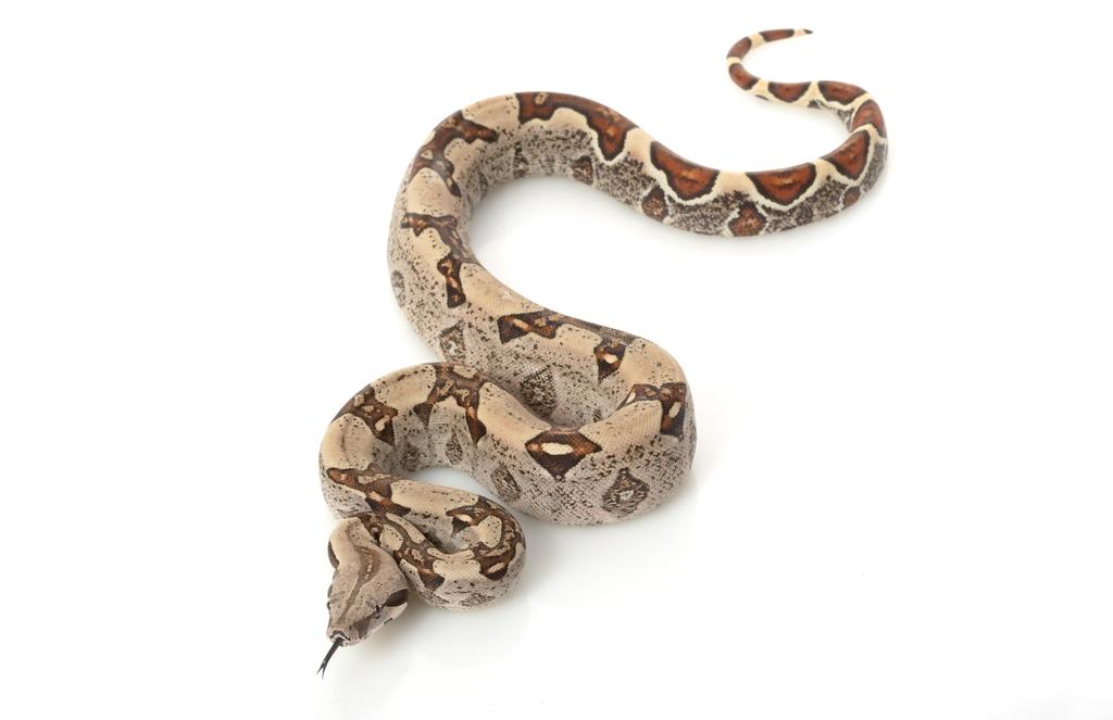Name: by Guy Belleranti When people think of snakes, boas and pythons are two species that often come to mind. They're alike in so many ways that many people can't tell which is which.