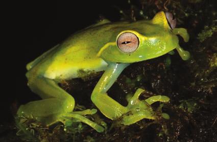 30 cm above ground on a mossy liana situated in elfin woodland on the crest of a mountain ridge. Hyalinobatrachium talamancae (Talamanca Glass Frog) (Fig. 5).