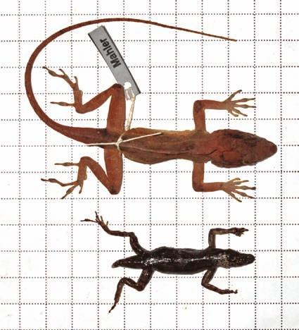 Natural History Notes 273 Fig. 2. Male Anolis cybotes cybotes (top) and female A.