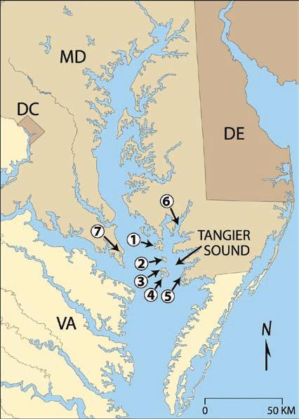 Chesapeake Bay and vicinity showing Tangier Sound and the location of sites of winter sampling of Diamondback Terrapins, 2003 2005: 1) Bloodsworth Island, 2) South Marsh Island, 3) Smith Island