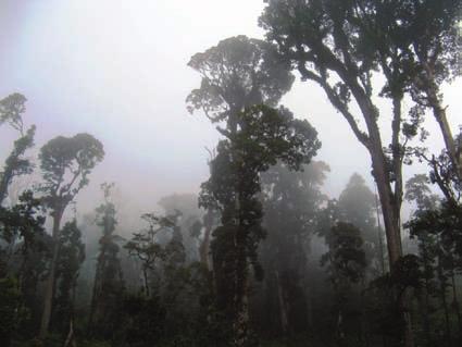 Educational workshops with villagers were conducted in the Cuchumatanes region in order to increase the public awareness about the importance of the conservation of the cloud forest this species