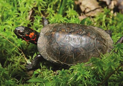 Although Year of the Turtle is gaining worldwide momentum, it has a particular focus on chelonians in North America, where PARC has a growing constituency.