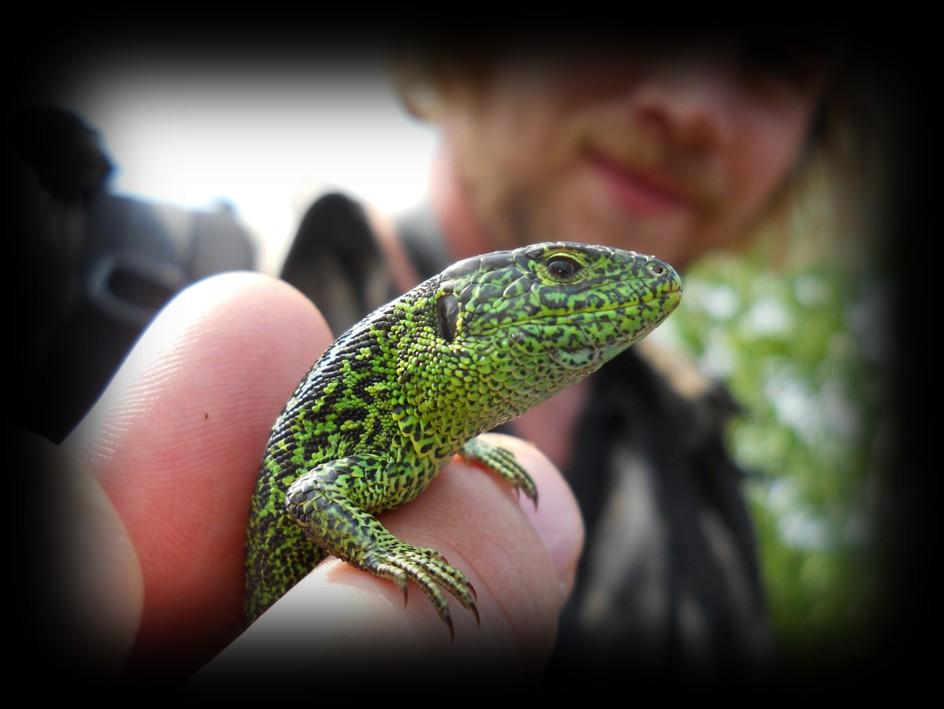 Care & preservation of Surrey s native amphibians and reptiles Reptile