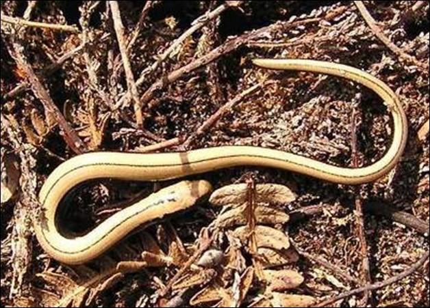 Male slow worms (right) tend to be more uniform in colour, heavy bodied,