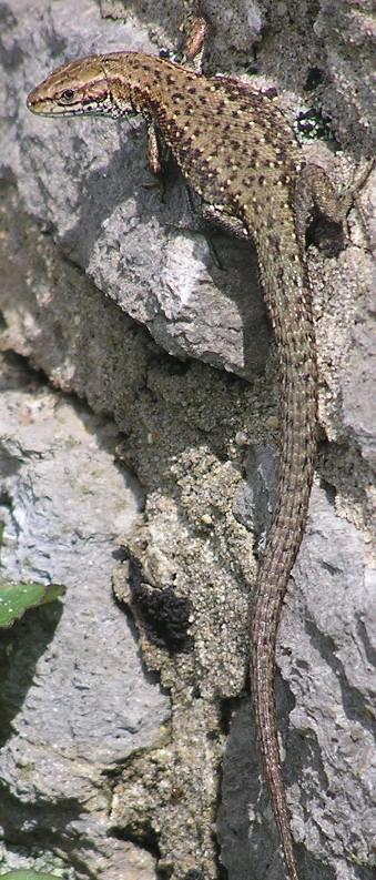 Common or Viviparous lizard, Zootoca vivipara