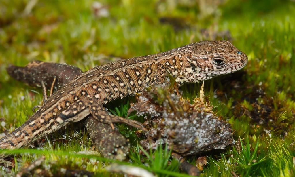 Sand lizard, Lacerta agilis A rare stocky looking lizard with short legs usually