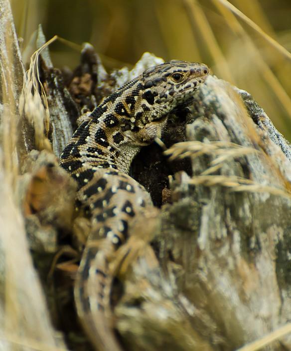Sand lizards are considerably larger than common lizards and have deeper chests.