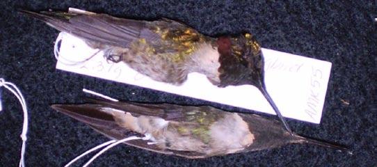 Ruby-throated Hummingbird* Small body; long,