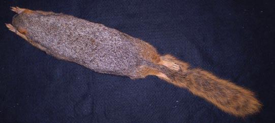 Eastern Fox Squirrel Body fur rusty orange mixed