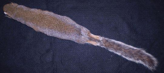 orange Eastern Gray Squirrel Body fur grayish, long