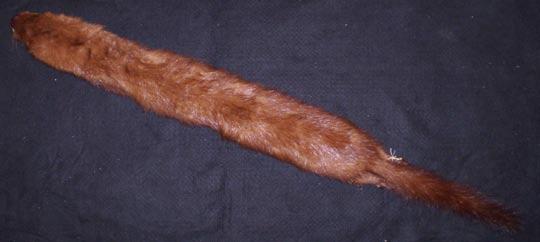 Mink Tail long and slightly bushy; rich,