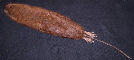 Muskrat Body fur rich, dark brown; tail long,