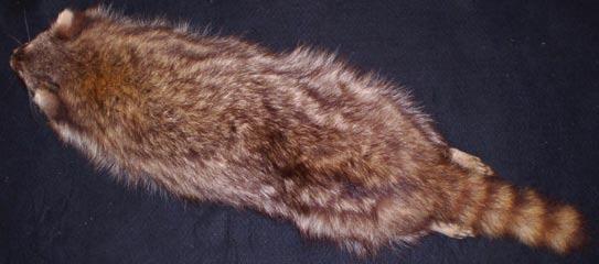 Tail with alternating rings of yellowish-white