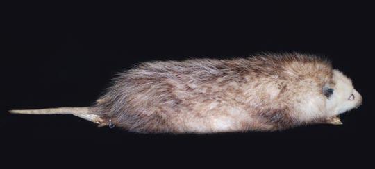 Virginia Opossum* Long, naked, round tail;