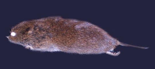 Meadow Vole* Body fur dark brown, belly