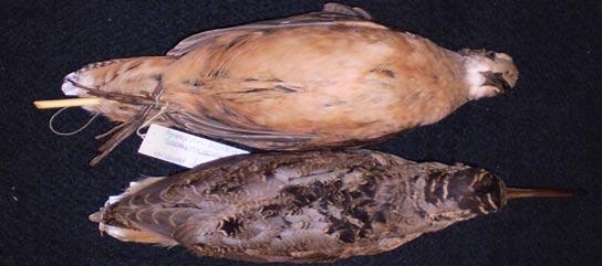 head and tail American Woodcock* Reddish-brown