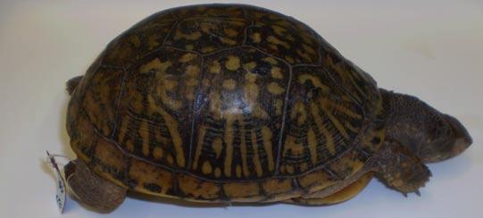 Box Turtle High, dome-like shell;