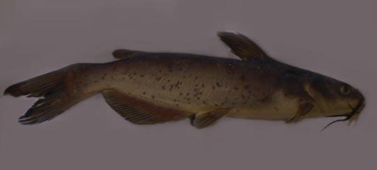 Channel Catfish* Barbels (whiskers) on face,