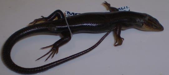 Five-lined Skink Smooth, shiny scales;