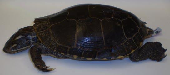 Painted Turtle* Smooth, flattened shell;