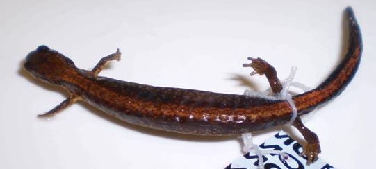 short tail Red-backed Salamander*
