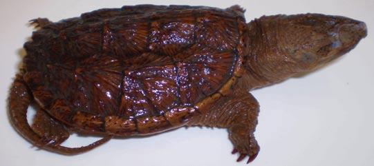 Snapping Turtle* Large head, long