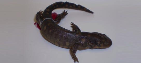 Tiger Salamander* Dark body with