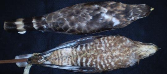 Broad-winged Hawk Tail has broad black and white