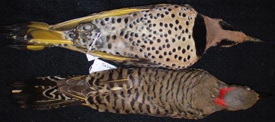 Black bib, black spots on belly, shafts of feathers