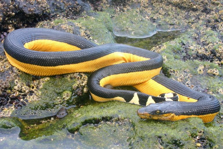 Yellow-bellied Sea Snake Pelamis platurus VERY DANGEROUS Black above and yellow to yellowbrown below.