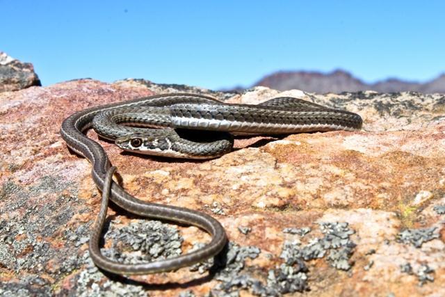 Karoo Whip Snake Psammophis notostictus MILDLY VENOMOUS Very slender snake.