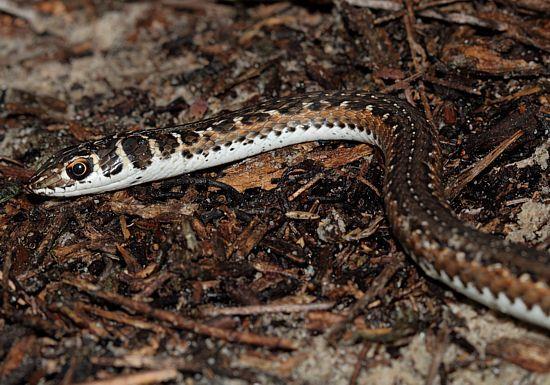 Cape Whip Snake Psammophis leightoni MILDLY