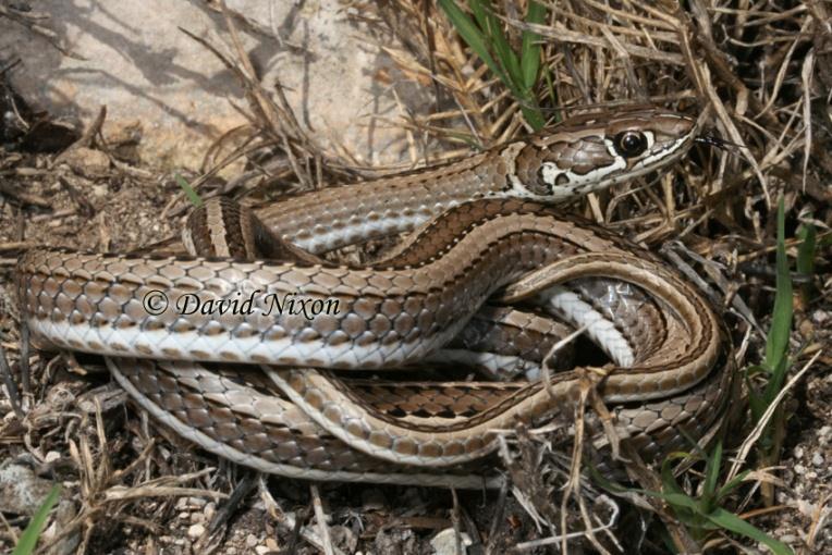 Crossed Whip Snake Psammophis crucifer MILDLY VENOMOUS Length: Average