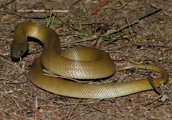 Olive House Snake Lamprophis inornatus HARMLESS Length: Average: 75cm