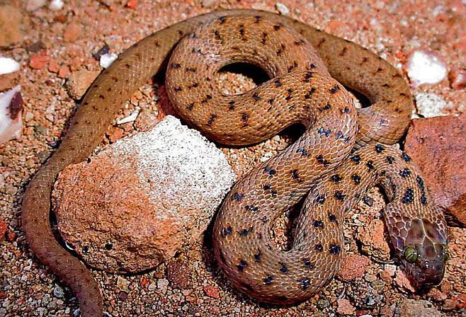 Spotted Rock Snake Lamprophis guttatus HARMLESS Length: Average: