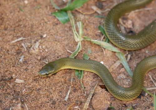 Yellow-bellied House Snake Lamprophis fuscus