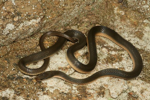 Brown Water Snake Lycodonomorphus rufulus HARMLESS Plain