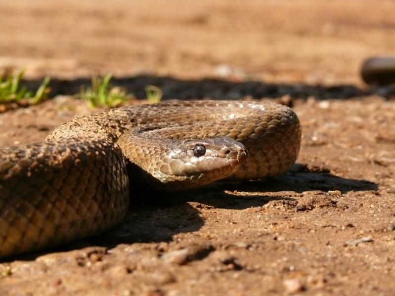 Mole Snake Pseudaspis cana HARMLESS Varies tremendously in
