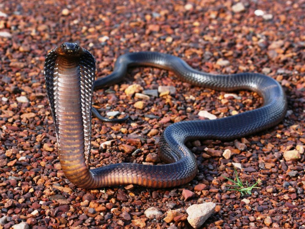 Cape Cobra Naja nivea VERY DANGEROUS Length: Average 1.4m Max 1.