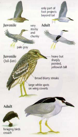 Black-Crowned Night-Heron Medium-Sized, Stocky Heron Short Neck and Thick Black Bill Black Cap and Back Silver-Gray Wings White Underparts Long, Thin, White Plumes
