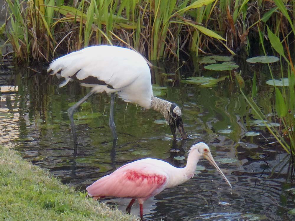 Wood Stork and