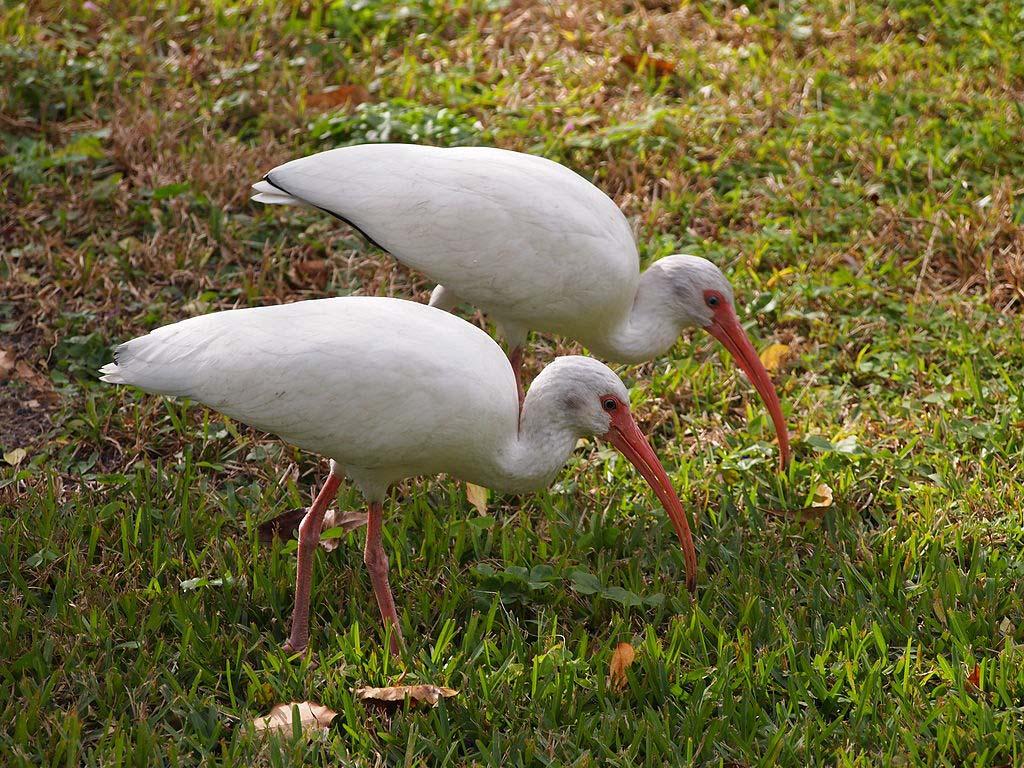 American White Ibis Flocks of Ibis are often