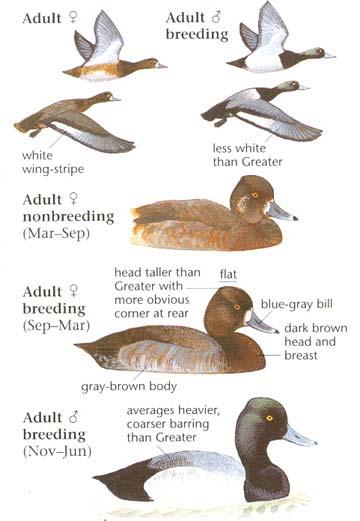 Lesser Scaup Medium-Sized Diving Duck Slight Bump or Peak on Back of Head Bluish Bill with Small Black Tip Male with Black Head, Chest, and Rear End,