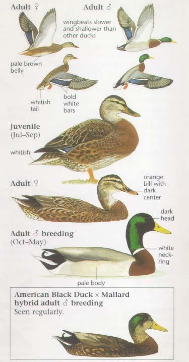 Mallard Duck Large Dabbling Duck Male with Iridescent Green Head, Rusty Chest, and Gray Body Female Mottled